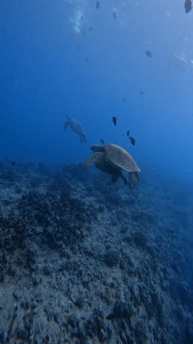 🦃✨ Happy Thanksgiving from Waikiki! ✨🌊
We’re grateful for every splash, every smile, and every unforgettable moment shared out on the water with you. To say mahalo, we’re offering 40% off all our tours till the end of November! Promo code “thankful”! 🐢💙
Whether you’re celebrating with family, friends, or the ocean itself — we’d love to have you join us out on the water this holiday weekend.
➡️ Use code: thankful
➡️ Book your tour and dive into paradise!
See you in the ocean! 🤿🌴
#WaikikiSnorkel #TurtleCanyon #SnorkelHawaii #WaikikiAdventures #HawaiiOceanFun
