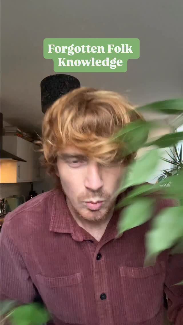 This is NOT poison ivy - we don’t have this in the Britain! Although even the British ivy isn’t edible so please don’t eat - Latin name Hedera Helix
Would the world be a better place if we remembered a few more bits of folk wisdom?
#ivyleaf #foraging #folkwisdom #folk #plasticfreeliving