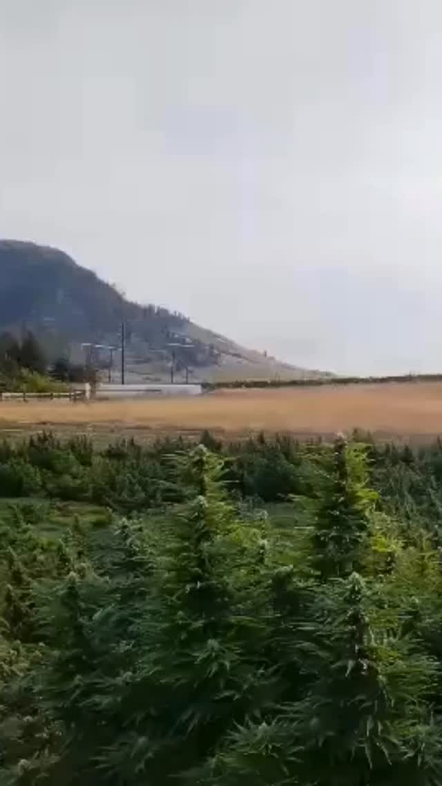 Trace every step. Trust every bud. From our soil-first farming to nourishing your soul. Love In. Love Out. Whether in our vegetable, microgreens or now CBD farming our philosophies have always remained pure. To grow organically, regeneratively, with love, for you. Find our CBD flower at licenced retailers, medical platforms or on @herbaldispatch today! #cbd #bestcbd #bestcbdproducts