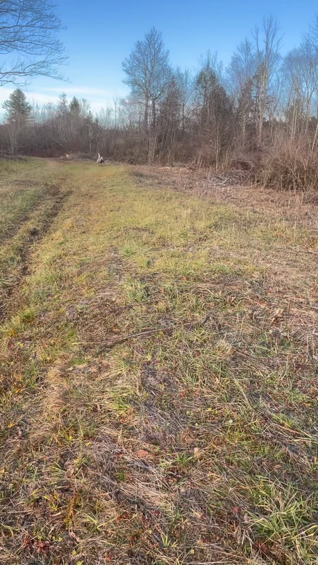 Gave the girls a much needed hunt in PA during week 1 of NY deer season. Autumn would bring me this bird on the double if she didn’t have to dodge the other two. But she gets it done.