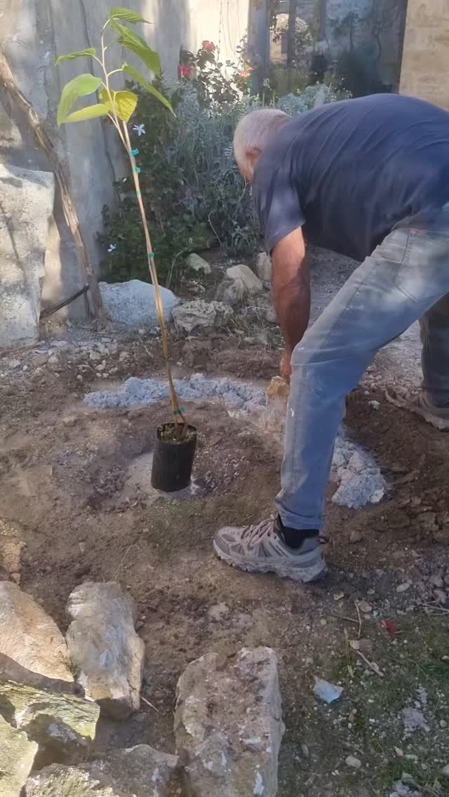 We’re building a stone planter to plant a mulberry tree. Now we’ll wait to watch it grow until it becomes a shade-giving tree.
We have the patience for it.