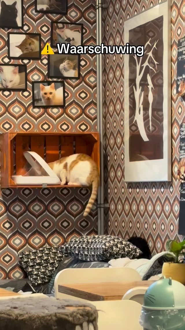 Onze katten zijn het er unaniem over eens:
Renske = onweerstaanbaar.
Kom het zelf halen bij ons kattencafé en trakteer je eigen kat op iets lekkers! 🐾💛
@renskenaturalpetfood