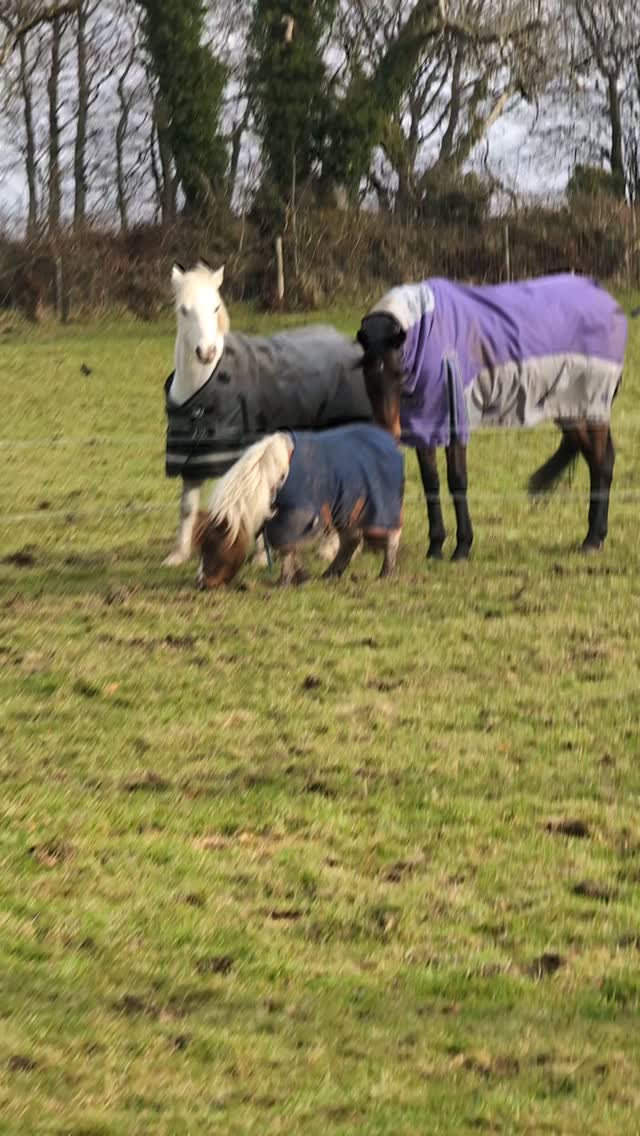 So little Jerry went in with the big boys today. Now his insulin levels are under control he can go in a bigger field and there is not much sugar in the grass at the moment. Bless him he just wanted to have a good roll in the mud 🥰
#lowerwillsworthy #shetlandpony #ponylove❤️ #dartmoornationalpark #holidaycottagesuk #dartmoorholidaycottage #escapetothecountry #vistdartmoor #cottageholidays #visitdevon #equine