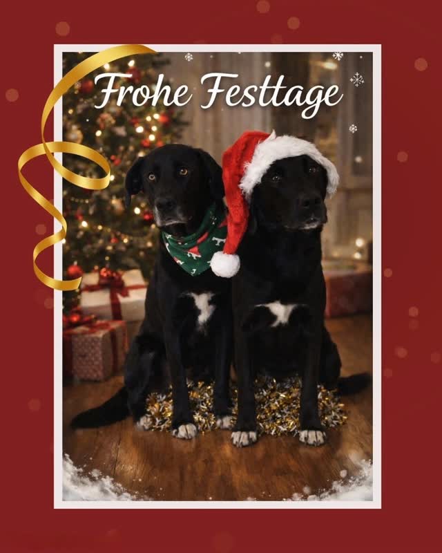 🎄Wir wünschen allen frohe Festtage und ein gutes neues Jahr 💫