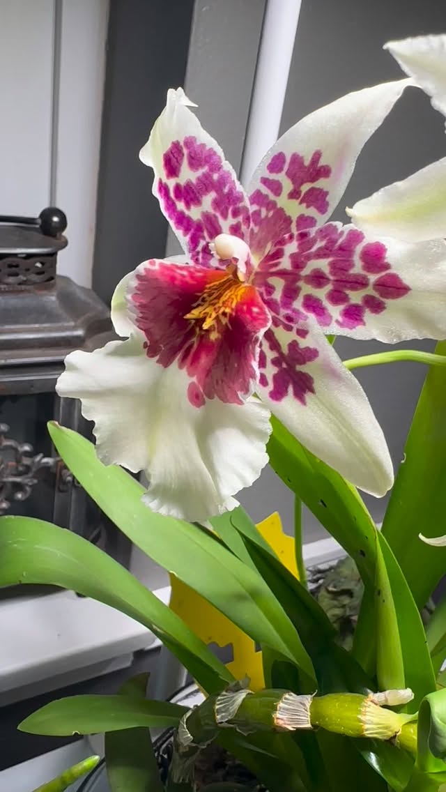 UPDATE: Remember when I said I was just casually dipping a toe into this orchid thing?
Yeah… about that. 😅
One bloom turned into a full floral takeover and now I’m standing here like a proud stage parent at a plant recital. The spots! The drama! The absolute audacity of this flower to look THAT good without even trying.
I may or may not be whispering words of affirmation to it daily.
I may or may not be rearranging the room so it gets the best lighting.
I definitely did not plan on becoming emotionally attached this fast… but here we are.
I regret nothing. 🌸
#OrchidAddiction
#NewPlantWhoDis
#PlantObsessed
#OrchidLove
#HouseplantJungle
#FloralDrama
#PlantPeople
#OneBloomWasADealBreaker
#OrchidLife
#PlantParentProblems