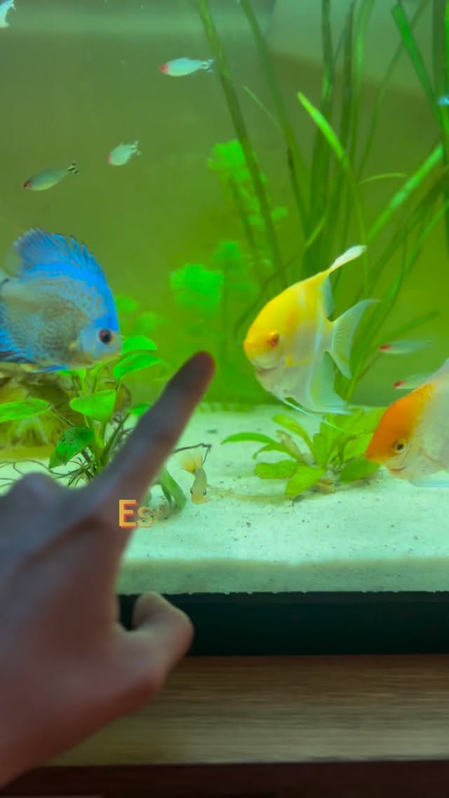 ¿Sabías que el color de un pez puede “pensar” por sí mismo?
Hoy te muestro cómo los chromatóforos de este guppy blonde yellow cobra cambian su pigmentación para sobrevivir, comunicarse y hasta evitar depredadores.
Un pez pequeño… con una biología sorprendentemente sofisticada. #guppy #acuarofilia #peces #aquarismo #fishtok