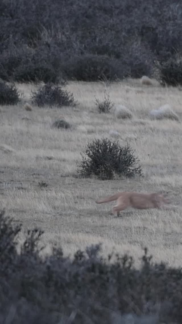 En el mundo de los pumas, cada juego es una lección de supervivencia 🐆🐾
Las pumas madres enseñan a sus crías a acechar, embestir y moverse con sigilo, habilidades clave para enfrentar la vida en la naturaleza.
Lo que parece un simple juego es, en realidad, su primer entrenamiento: los cachorros imitan a la madre, practican, fallan y aprenden 💨🌿
Pequeños momentos que fortalecen el vínculo familiar y preparan a los futuros cazadores de la Patagonia.
-
In the world of pumas, every play session is a lesson in survival 🐆🐾
Mother pumas teach their cubs to stalk, pounce, and move silently—essential skills for life in the wild.
What may look like simple play is actually their first training: the cubs imitate their mother, practice, make mistakes, and learn 💨🌿
Small moments that strengthen their family bond and prepare Patagonia’s future hunters.
Video: @piavergarafotografia
#CerroGuido #Conservación #Patagonia #Puma #VidaSilvestre WildlifePhotography FundacionCerroGuidoConservacion