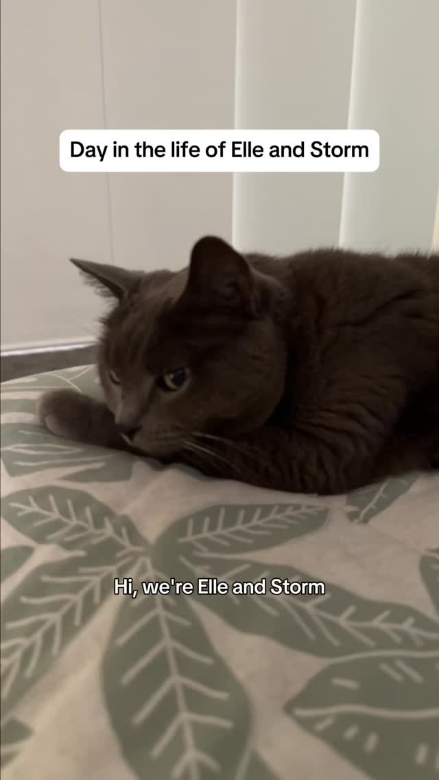 Meet Elle & Storm: two sisters, one bond⊠and zero tolerance for life without Churu.
Napping, zoomies, snacking, repeat.
#CatSisters #Churuholics #ElleAndStorm #DayInALife