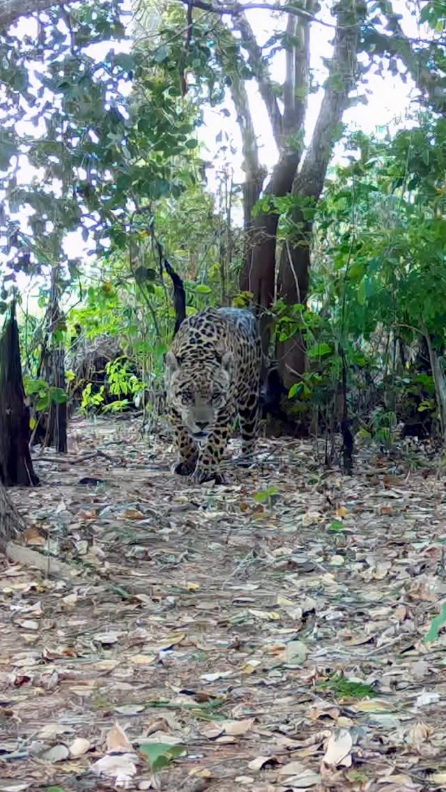 Bernard, one of the Pantanal’s dominant males, moving through the Island Channel. Identified by his unique rosette pattern, he has been documented across multiple years and territories, offering rare insight into long-term jaguar movement, breeding, and survival in this floodplain system. Captured via camera trapping in collaboration with @jaguaridproject, this record highlights the value of sustained monitoring in one of the world’s most important jaguar landscapes.
#jaguar #pantanal #brazil