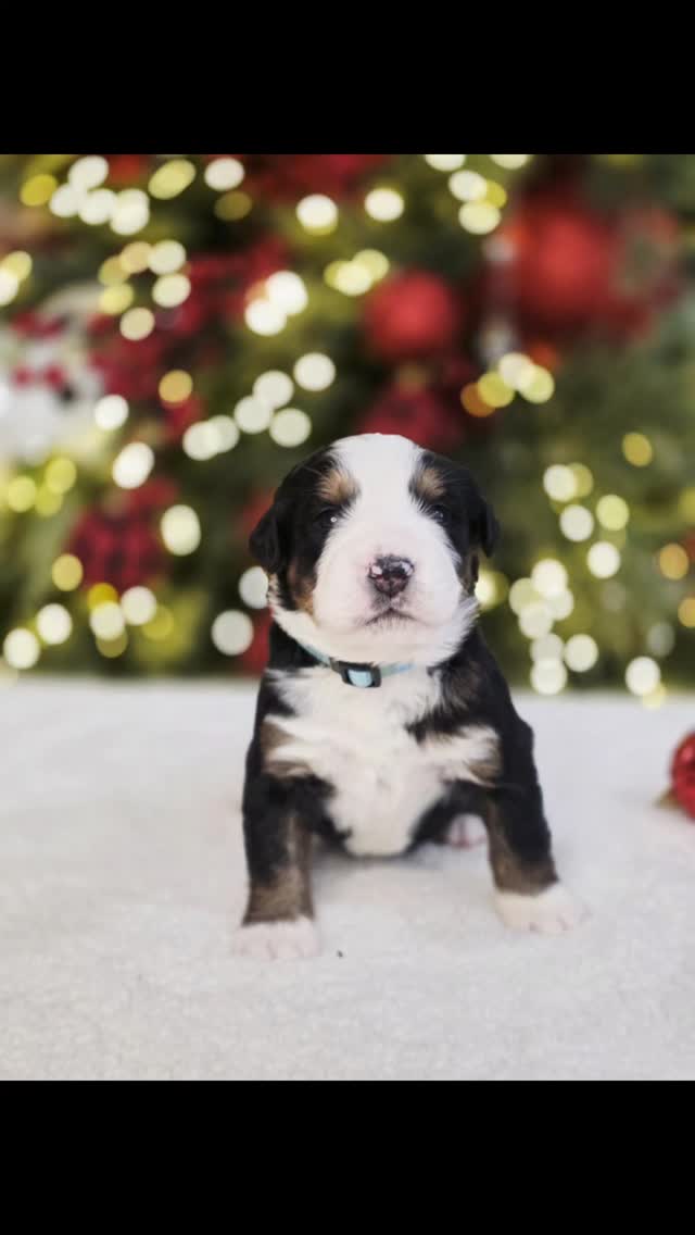 Light blue boy without Swiss kiss at 3 weeks.
#bernesepuppy #bernesemountaindog #berner #bernesecorner #bernesemountaindoglove