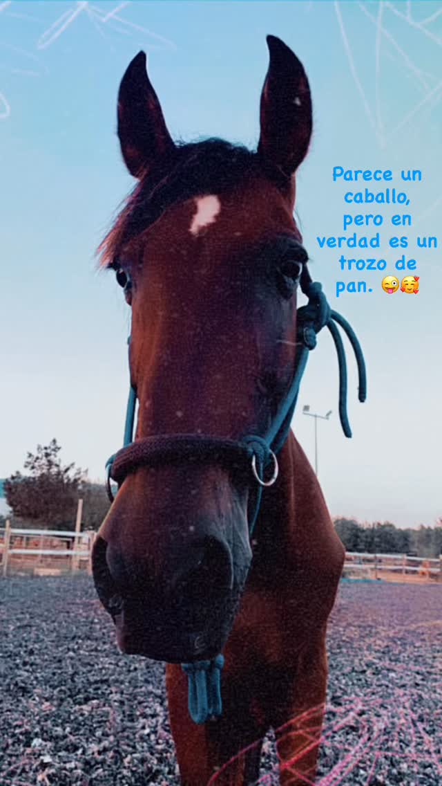 😌🌊 When your horse is basically a chill ocean spirit in horse form.
In the coloring book illustration from the previous post, Airam is the horse flowing in on a wave…and that’s exactly how he came to us from Formentera to Ibiza. 🏄♂️
Airam’s energy IS water: fluid, intuitive, soothing, healing. He is the cool tide that balances out others’ energies and brings peace into our little herd. 💙
If you’d like to color Airam (and many other beautiful horses), the coloring book is linked in my bio. ✨🎨
#horsebud #horse #horsesofinstagram #horsewisdom #horseconnection #horselovers #gowiththeflow #coloringbook #illustratedstory #ibizahorses