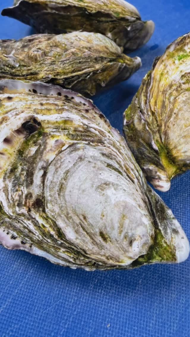 🦪 Fresh in today!
Our St Helen oysters have just arrived — beautifully plump, clean, and briny, straight from the coast.
They’re shucked to order and waiting for you.
Perfectly natural or baked with our signature chorizo XO topping.
✨ Treat yourself tonight — these won’t last long.
📍 Bellezza Restaurant, Malvern
📞 Book via www.bellezzarestaurant.com.au
#FreshOysters #StHelenOysters #SeafoodLovers #BellezzaRestaurant #MelbourneFoodie #MalvernEats #EatLocal #FoodieFinds #OysterTime #ChefSpecial