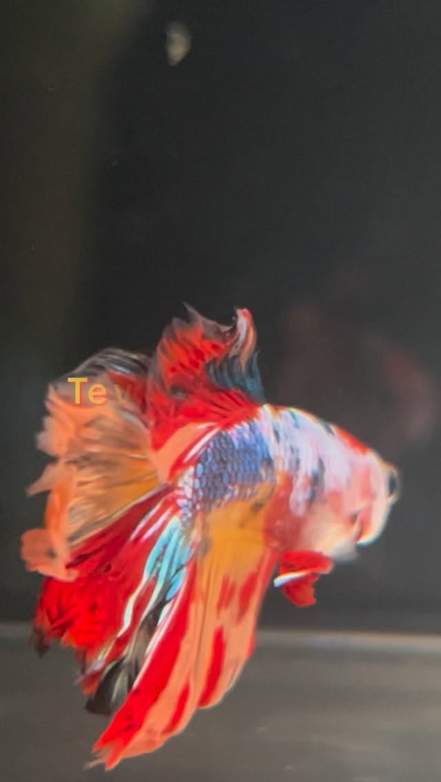 Pez betta multicolor, es otro de mis peces favoritos. El betta multicolor es como una obra de arte #betta #bettamulticolour