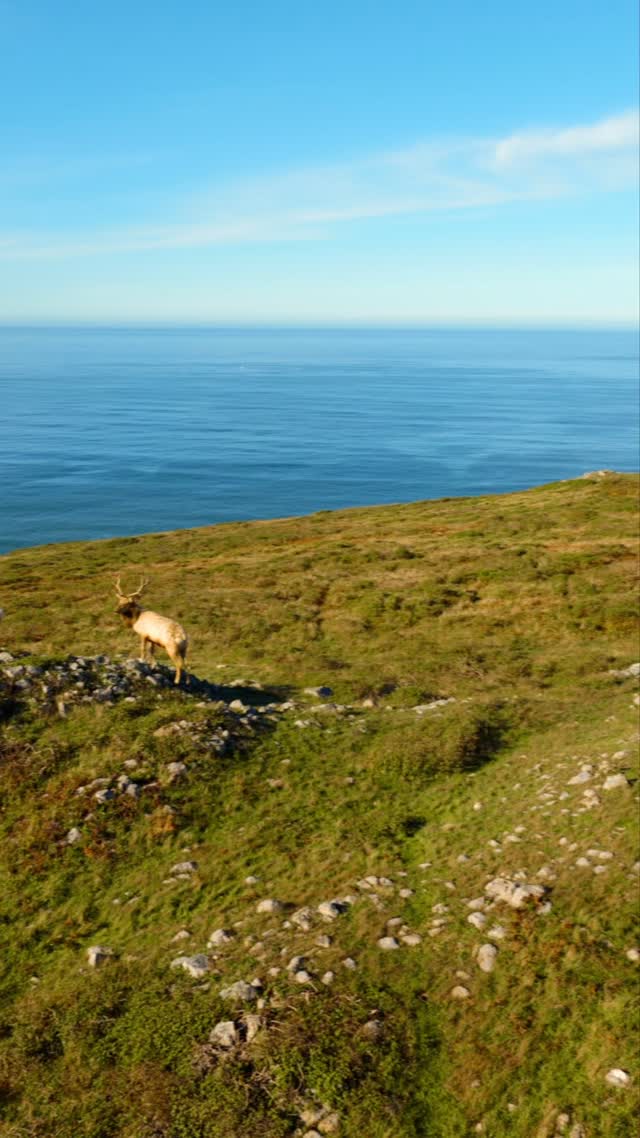 Edge of the world #pointreyes #california #nature #elk