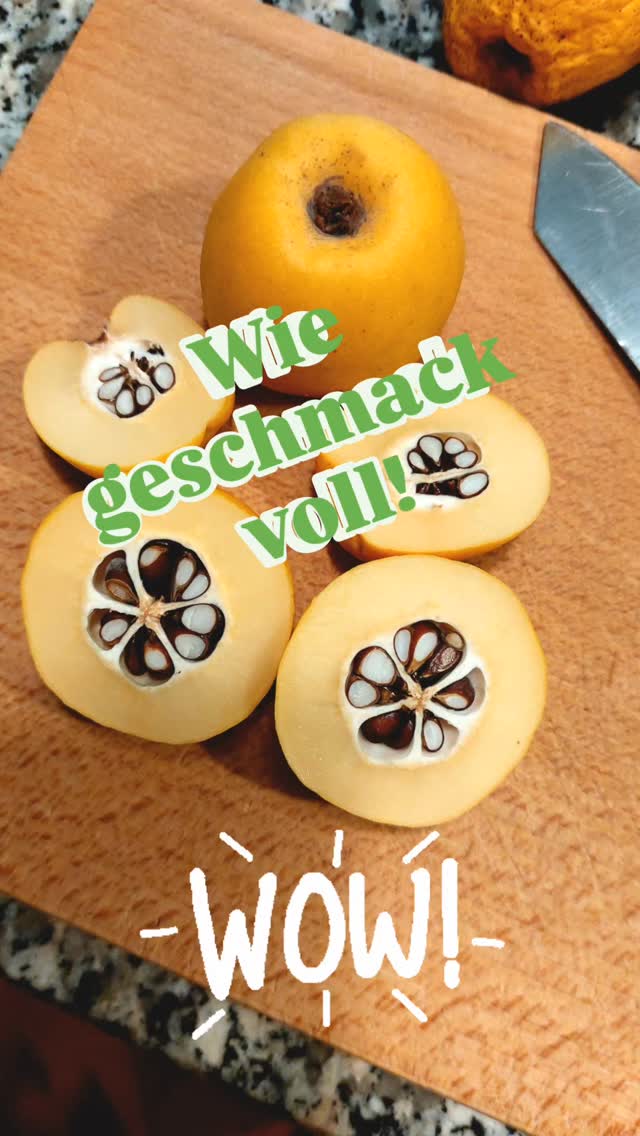 Asiatische Quitten sind bei uns nur sls Ziersträucher bekannt.
Die Früchte duften traumhaft und der Geschmack der Marmelade.... 🥰 einfach umwerfend.
Ich hab sie heuer das erste Mal ausprobiert. Nachdem ich zufällig über Früchte 😅 gestolpert bin.
Und was soll ich sagen. Wow.
Asiatische Quitten (Chenomeles) sind im Geschmack viel zitroniger als die großen Quitten (Cydonia).
Ich hab die Marmelade mit Rohrzucker gemacht, was die Marmelade etwas brauner werden ließ. Aber sie schmeckt genau so toll wie die Früchte riechen. Wirklich sehr fein im Aroma.
Es gibt ja viele Sorten von der Zierquitte ... mit unterschiedlichen Blüten. Ob die wohl alle etwas anders schmecken?
Hast du das gewusst? Oder vielleicht schon mal ausprobiert?
⚠️ Aber aufpassen!
Sammle und iss nichts was du nicht kennst. Das kann gefährlich bis tödlich sein!
#chenomelesjaponica #chenomeles #zierstrauch #naschgarten #früchtedesherbstes #verenas_pflanzentanz #pflanzentanzen #pflanzenbegegnungen #marmelade #wienergärten #nutzpflanzen #obststräucher #obstverarbeitung #nahrhaftelandschaft #wildobst #zierquitte #wienerstadtnatur #wienergarten