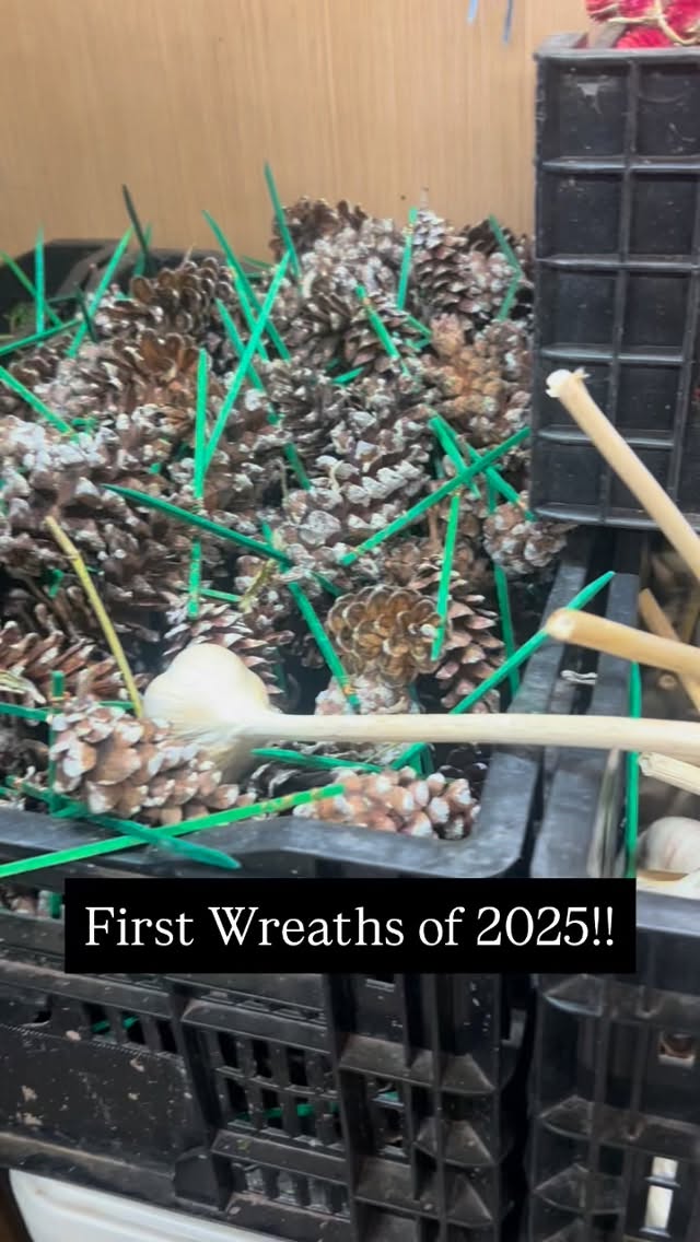 We started the first wreaths of the season yesterday. It was kind of exciting to finally get underway after all the prep work and then to teach the new guys the process. These will be at Old Town Alexandria’s Farmer’s Market today but you can pre-order yours for pick up at one of our farmers markets in the next 2 weeks. Get your order in early as supplies will be limited this year. See the link our bio for more info. #walkingwindfarmandflorist #clarkevafarmmkt #oldtownalexandriafarmersmarket