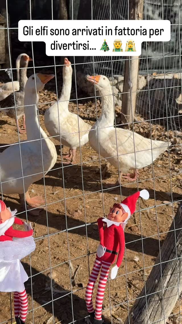 🧝♂️🧝♀️ Giorno 14
Gli elfi sono arrivati alla Fattoria Valle Magica con una missione chiara:
portare un po’ di allegria, confusione e spirito natalizio. 🎄😅
Tutto bene…
finché non hanno incontrato le oche.
Testa alta.
Voce grossa.
Nessuna voglia di scherzare. 🦢😤
Gli elfi hanno capito il messaggio.
Oggi osservano.
Da lontano. 😂
👉 Seguiteci per scoprire dove (e con chi) finiranno domani…
⸻
#natale #natale2024 #christmasvibes
#elfidisnatale #elfontheshelf
#elfiinfattoria
#fattoriavallemagica
#animaliinfattoria #oche
#nataleconibambini
#famiglie #bambini
#farmchristmas #christmasfun