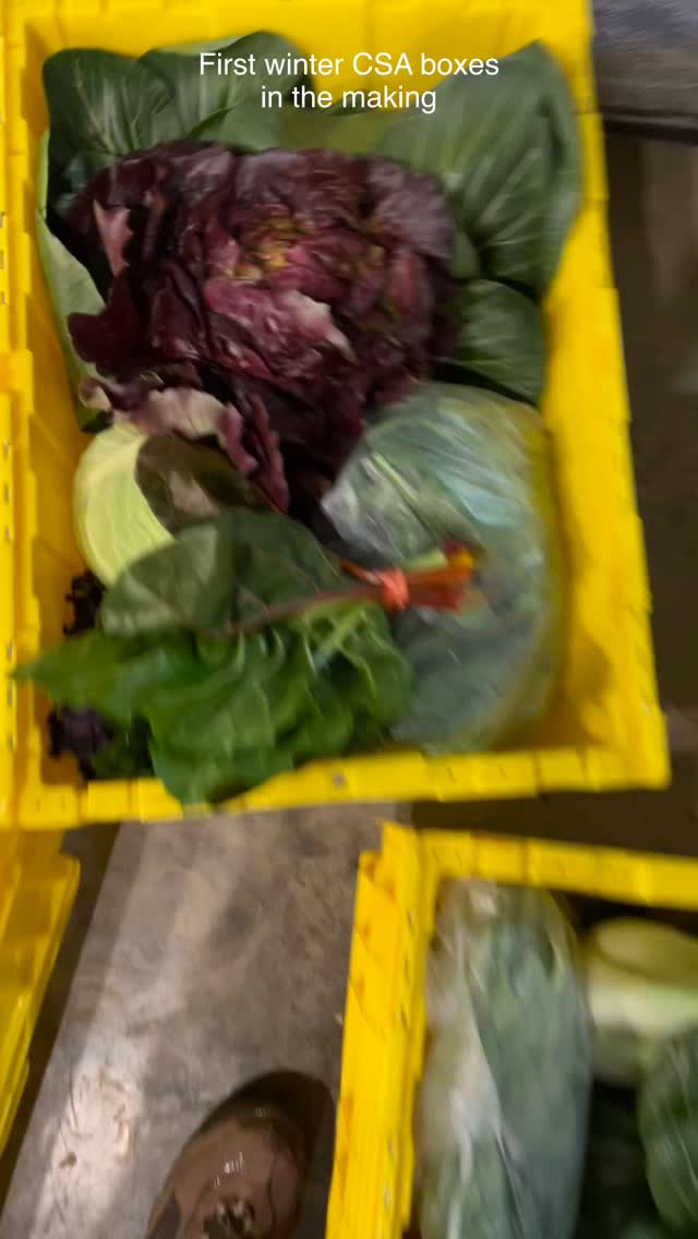 A little behind the scenes packing our first winter CSA boxes for this weekend.