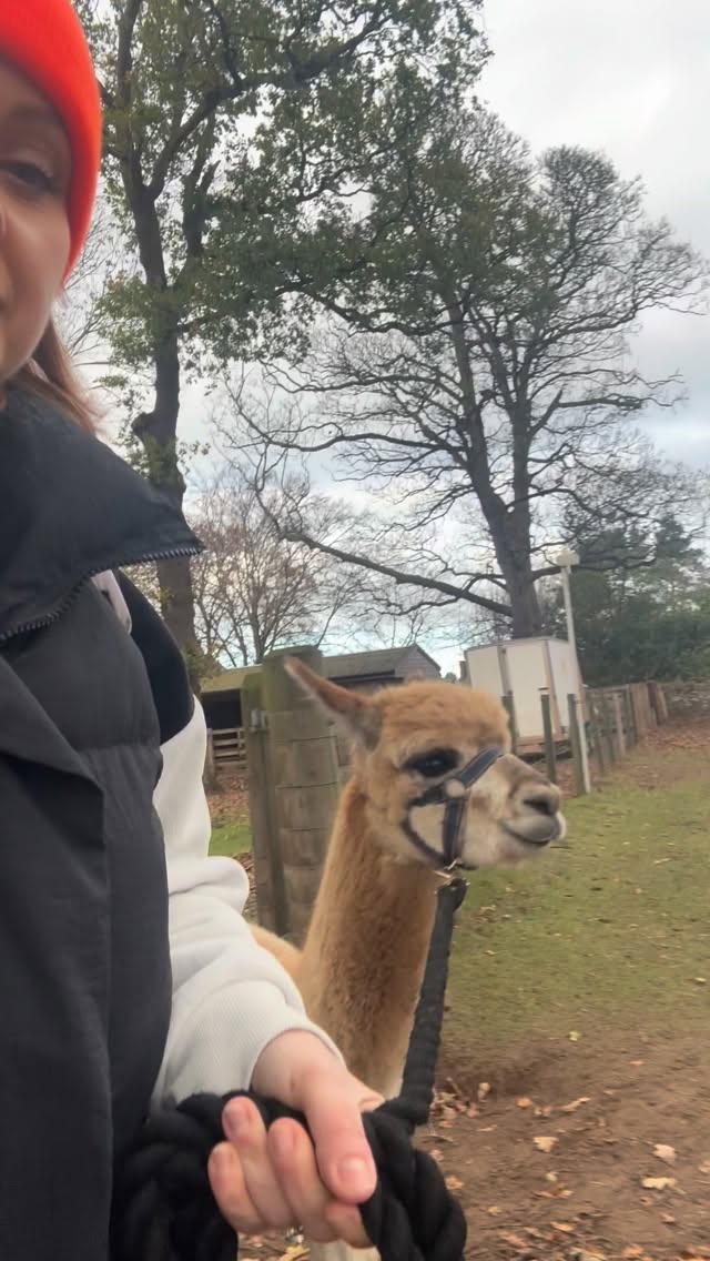 Trying to manage your health goals like⌠đŚ
Sometimes our habits feel exactly like this alpaca â cute, full of potential, but completely doing their own thing.
If you keep finding yourself on the ânew Monday, new meâ roundabout, itâs not because you lack motivation or willpower. Itâs because the system youâre using to build habits isnât designed for real life â especially when youâre juggling work, kids, and 100 tabs open in your brain.
Letâs stop starting over and start making habits that actually fit your life â not fight it.
#NewMondayWho #behaviourchange #alpaca #psychology #habithack #biohack #psychologytips