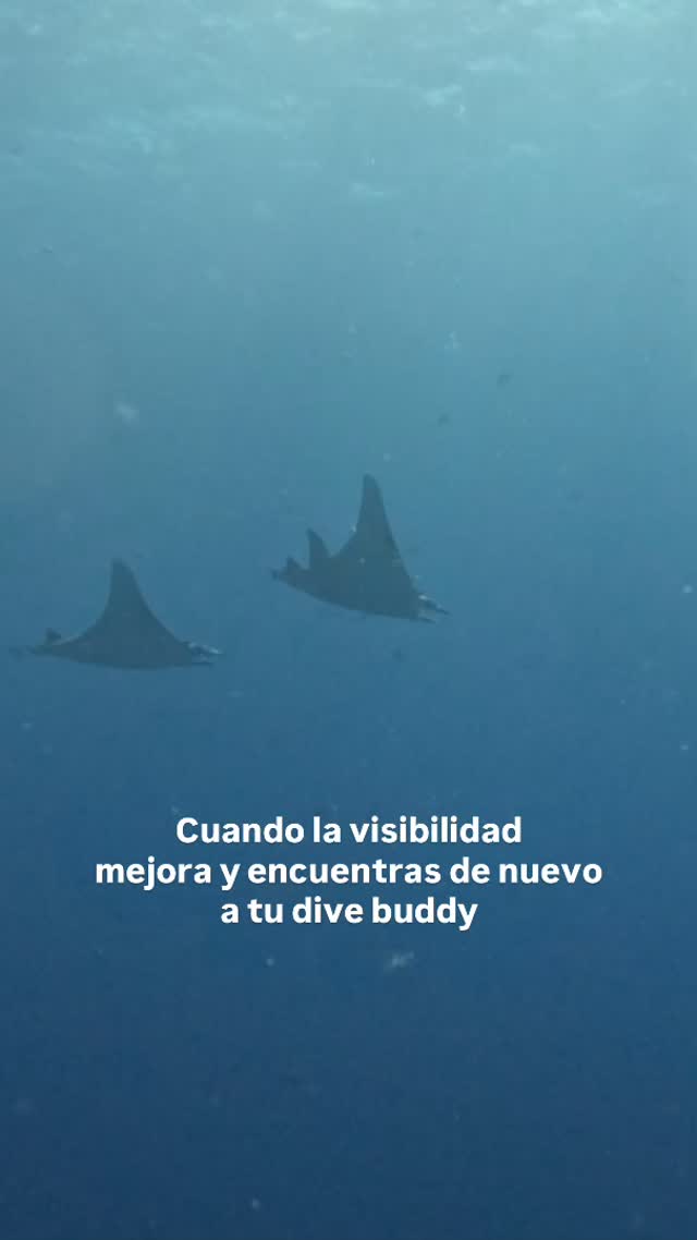Ese momento glorioso en el que tu buddy deja de ser una sombra sospechosa y vuelve a ser humano. 🤿
Y queremos hacer mención a todas las chicas que se unieron al retiro de buceo scuba, compartir la magia de Cabo Pulmo con ustedes hizo este fin de semana muy especial. 🌊💙
¡Nos vemos en la próxima aventura!
— ENG —
That glorious moment when your buddy stops being a suspicious shadow and becomes human again. 🤿
Aldo, we want to mention all the girls who joined the scuba diving retreat. Sharing the magic of Cabo Pulmo with you made this weekend very special. 🌊💙
See you on the next adventure!
-
-
-
-
-
ballena jorobada, vida marina, océano, cetáceos, los cabos, avistamiento de ballenas, conservación marina, biología marina, especies marinas, educación ambiental, Los Cabos 2026