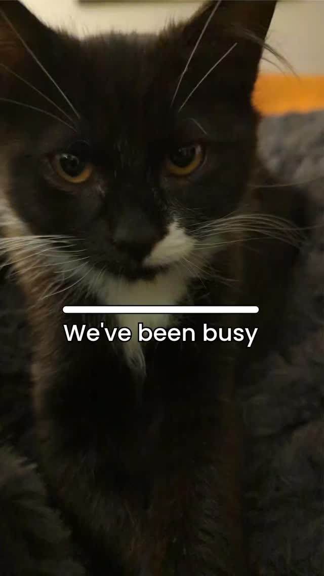 Lots going on as we turn into the dark half of the year....
More projects on the horizon.
Stay tuned.
.
#altfashion #altart #altstyle #wearableart #thriftflip #handmade #seattle #pnw #diynotdie #diy #handmade #darkart #punk