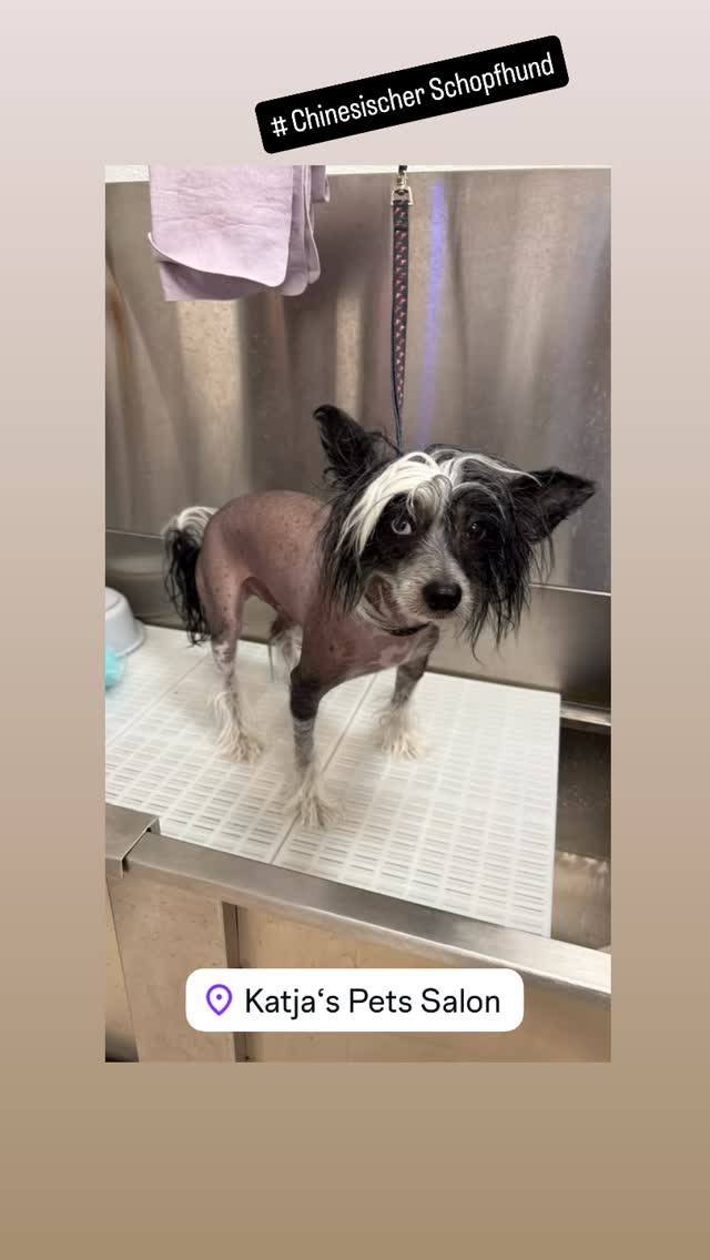 #Chinesischer Schopfhund #grooming #grooming_luzern #hundesalonluzern #pudel #китайскаяхохлатая #pomeranian #maltese #schweiz
