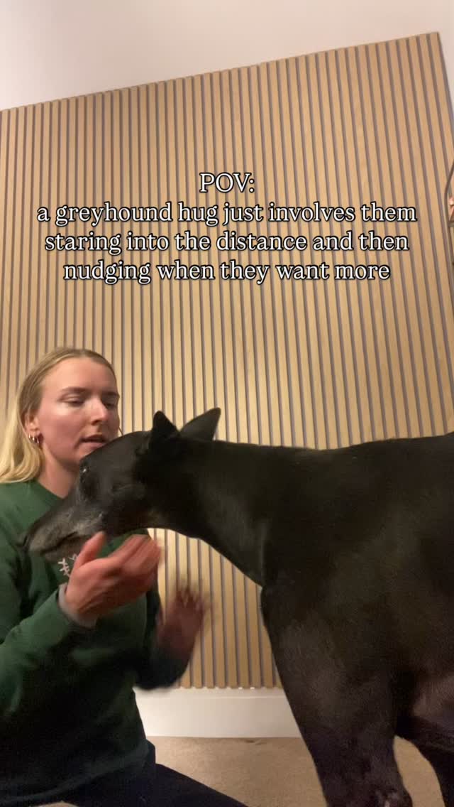 we love you Nelson, even if the hug isn’t returned 🥺
#greyhound #greyhoundsofinstagram