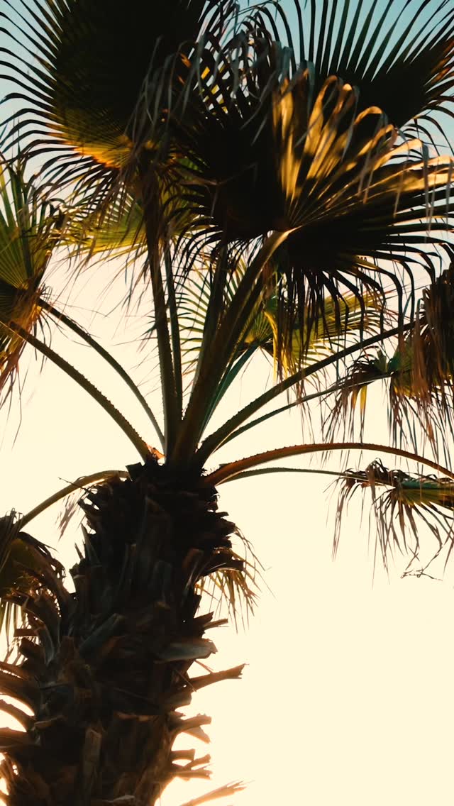 Just a little teaser of what went down this year...
The people, the energy, the rolls, the waves, the community. A week where everyone uplifted and enriched eachother.
Our heart is still in Morocco 🥲
Full footage drops soon.
Rip & Roll 2025… this camp was something special.
@tim.fernandez for the amazing content.
#BJJ #BrazilianJiuJitsu #SurfCamp #Taghazout #RipAndRoll #SurfAndBJJ #BJJCamp #BJJAndSurf #MoroccoCamp #WinterSun #BJJLifestyle #Anza #Community