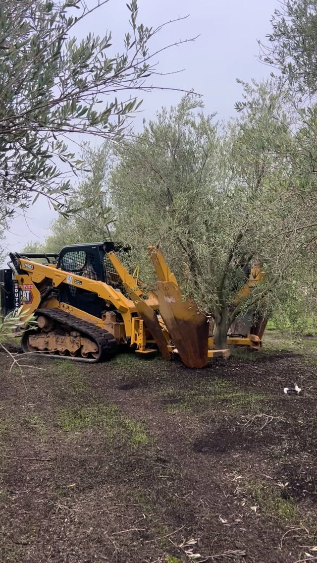 Dig. Ship. Plant.
Field-Dug Fruiting and Fruitless Olive Trees available for delivery anywhere in California: www.terratrees.com
#olivetrees #landscape #winecountrygardens #maturetrees #oliveoil #field-dug-trees#fruitlessolives #Ascolano #Picual #Taggiasca #Frantoio #Coratina #Leccino #Pendolino
#Landscapedesign #landscapearchitecture #gardendesign #ASLA #napavalley