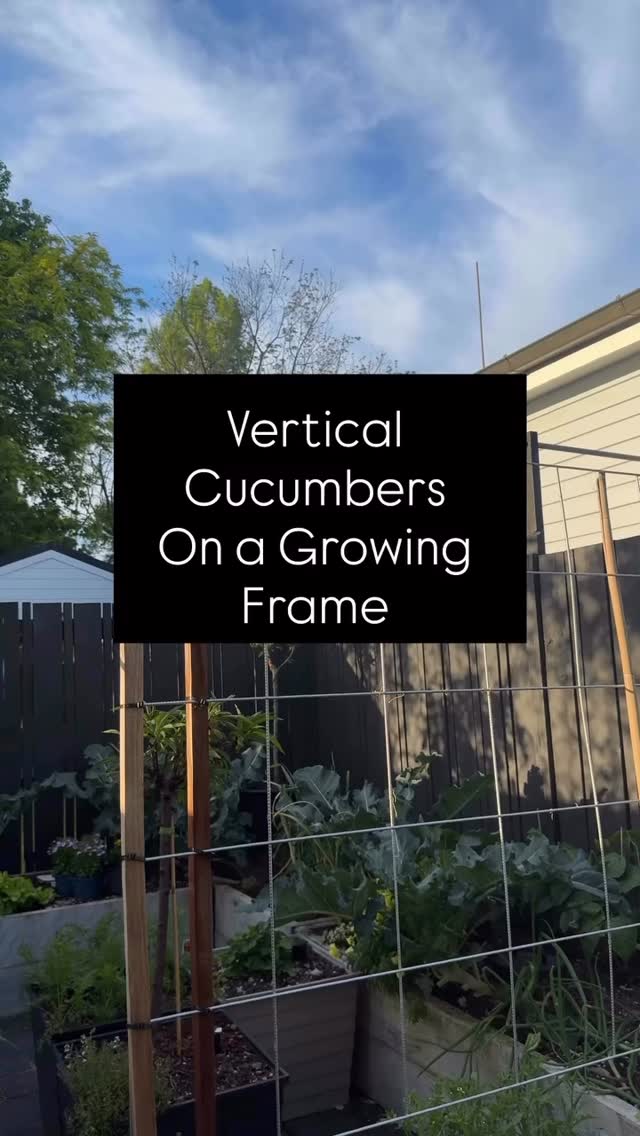 Growing cucumbers vertically is honestly the biggest space-saver in a small garden. If you’re planting now (November is still fine), try Lebanese cucumbers or Cucumber Crunchy…both climb beautifully and stay clean when grown up a frame because they are not resting on soil.
vertical gardening, vertical cucumbers, small-space gardening, Lebanese cucumber, cucumber crunchy, summer vegetable growing