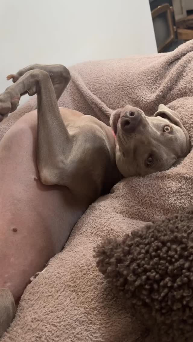 She got it all 💸🤣Join us at DOGAROOO — the Ultimate Dog Convention! 🐾🐕🐩
Mark your calendars 🗓️ March 6–7, 2027 at the @pasadena_conventioncenter in Pasadena, CA! This is the can’t-miss event for dog lovers everywhere. 🐶✨
Here’s what you & your pup can look forward to:
✨ Vendors & Sponsors with treats, toys, food & must-have products
🎓 Meet & learn from some of the world’s top dog trainers
🏡 On-site adoption area in partnership with local shelters ❤️
👑 Dog costume contest + “Best in Show” competition
🌳 Dog park, pet games, dog art, fashion and fun for the whole family
Our mission at Dogarooo Convention is simple: create the ultimate experience for dog owners while helping pups across California find their forever homes. 🐾
🐕💼 Interested in sponsoring or booking a booth? Email us through the link in our bio today!
📍 Pasadena Convention Center
📅 March 6–7, 2027
#Dogarooo #DogConvention #pasadenadogs #DogParents #DogsOfInstagram #amazonpets #amazondogs #convention #conventions #rescuedogsofinstagram #dogevent #dogreels #doginfluencer #doginfluencers #doginfluencersofinstagram #dogtoysofinstagram #petexpo #funnydogvideos #dogtraining #dogtrainers #dogtreat #funnydogs #funnydog #losangelesdogs #weimmoments #doginfluencersofinstagram #funnydogreels #weimaraners #weimaraner #weimsofinstagram #weimaddict #weimaraner