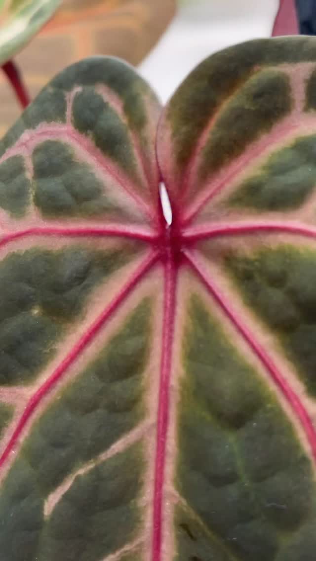 @iamscottcohen Wonderboy “Purple” is showing off again.
Can’t wait for its cataphyl stage. So many possibilities 🥰
Pardon dusts and shakey hand 🙈
#anthuriumwonderboypurple #anthuriumwonderboy #anthuriumaddict #purpleveins #anthuriumofinstagram #supportsmallbusinesses #plantcommunity #plantsaremedicineforthesoul