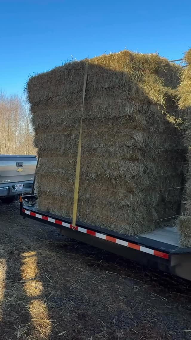 Are you strong enough? This is hard physical labor 💪🏻👍🏻👏🏻
#farm #farming #farmlife #farmlifebestlife #homestead #homesteading #homesteadlife #strong #muscles #farmwork