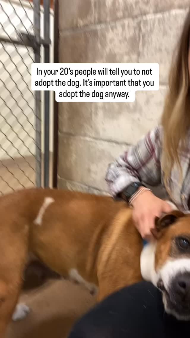 Oh, how this one girl has changed, and saved, so many lives. My Mable. The dog who showed me just how much beauty there is in the broken. My perfectly imperfect girl.
If you want the dog⦠adopt the dog. Build your life around the dog. Let your world revolve around the dog. Donāt let anyone talk you out of it.
I was 19 in this video. Iām 25 now. Patrick and I have 5 dogs. And yes, people judge, people hate, and some are flat-out disgusted that our lives revolve around our furbabies. And that is completely OKAY.
So get the dog. Be proud to have the dog. Your life might just change in the best way possible.
#adoptdontshop #getthedog #adopt #dogrescue #rescuedog