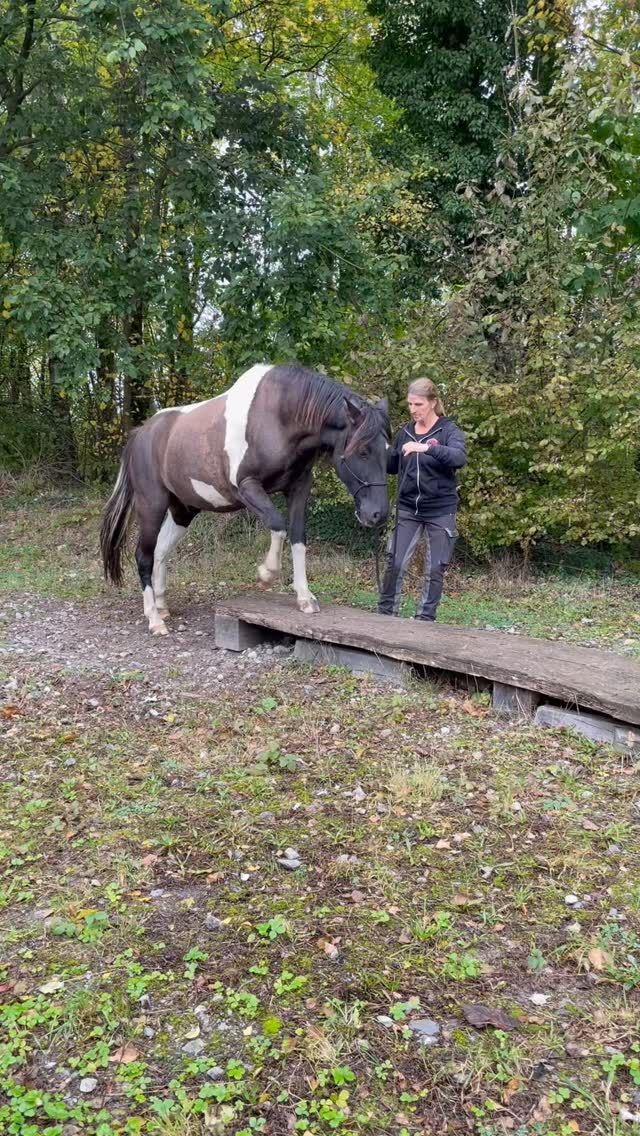Schmale Stege - hier zeigt sich, ob die Beziehung stimmt! 🌉
Was du hier siehst:
• Pferd geht trittsicher über verschiedene Stege
• Klare Kommunikation funktioniert perfekt
• Sogar Anhalten auf dem Steg ist möglich
Warum das so wichtig ist:
Stell dir vor, du bist im Gelände unterwegs.
Eine schmale Brücke, zu eng zum Draufsitzen. Du musst absteigen und dein Pferd sicher darüber führen.
Dann brauchst du:
• Eine vertrauensvolle Beziehung zu deinem Pferd
• Trittsicherheit und Gelassenheit
• Funktionierende Kommunikation auch in heiklen Momenten
Das ist Bodenarbeit auf höchstem Niveau - aber vor allem ist es praktische Vorbereitung fürs echte Leben!
Eine gute Beziehung ist dein wichtigstes Sicherheitsnetz.
In kritischen Situationen rettet sie dir vielleicht das Leben.
Warst du schon mal in so einer Situation? 👇
#anjaschwien #steg #geländesicherheit