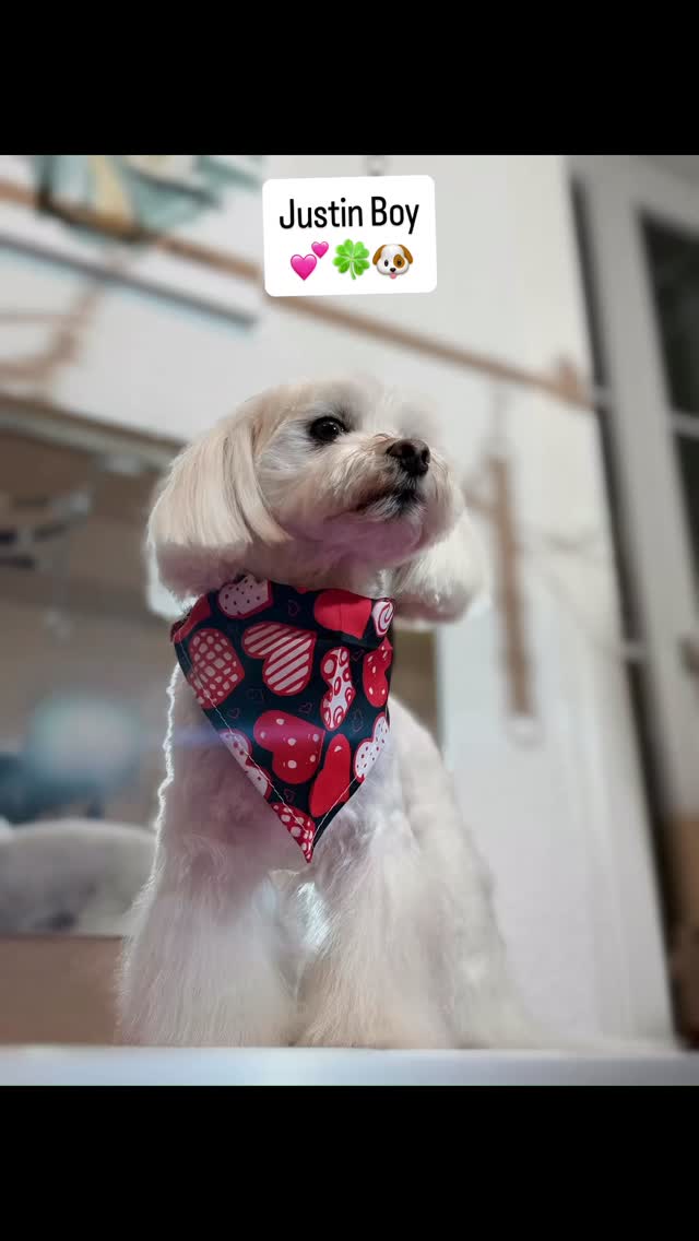 #grooming #luzern #grooming_luzern #hundesalonluzern #pudel #bolonka #pomeranian #maltese #havaneser