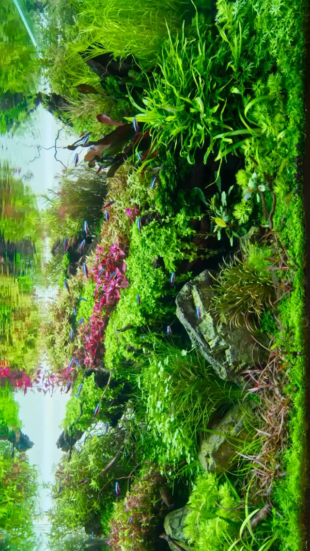 aqualio_jp #fishtank #aquariumvideos #aquascaping #aquascape #plantedtank aquarium aquascaper aquascaper aquariumplants aquascapes plantedtank アクアリウムのある暮らし アクアリウム 水槽レイアウト