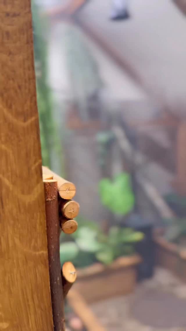 Not a garden. Not a room. Just a quiet universe in a box where everything finally makes sense.
This little greenhouse has seen me at my best and my absolute sideways worst.
It’s the place I go when the world gets loud and my head needs rewiring… where the glow hits right, the leaves breathe back at you, and time forgets to move.
Some people meditate. I stand in front of plants and let the chaos slide off me like mist on glass.
Step inside the glow with me. You’ll get it.
#IndoorGreenhouse #PlantTherapy #LoFiVibes