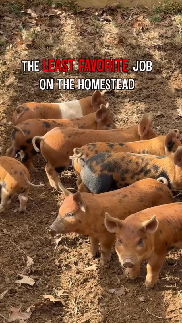One of the least favorite jobs on the homestead. This is the reality of pig farming 🐷.
#farm #homestead #farmanimals #farmlife #homesteading #animals #homesteadlife #farming #animal #pig #piglet