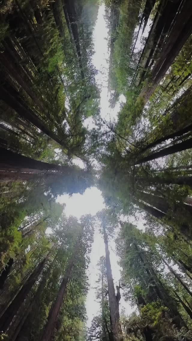 Lately I’ve been thinking…
life on the road feels amazing whether you’re with someone or completely on your own.
Meet new people, make friends, collect moments — that’s the real magic. It’s not always easy, but you’re stronger than whatever comes your way.
And yes, having your best friend next to you is a different kind of joy… but both journeys are beautiful.
Just go. Do the thing you’ve been dreaming about.
#redwood #travel #rvlifestyle #enjoyliving