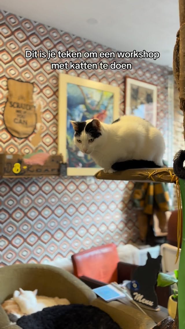 Katten + creativiteit + haken = het gezelligste dat je deze winter gaat doen 🧶🐱✨
Onze workshop van 30 november staat online – meld je snel aan via de link in bio!