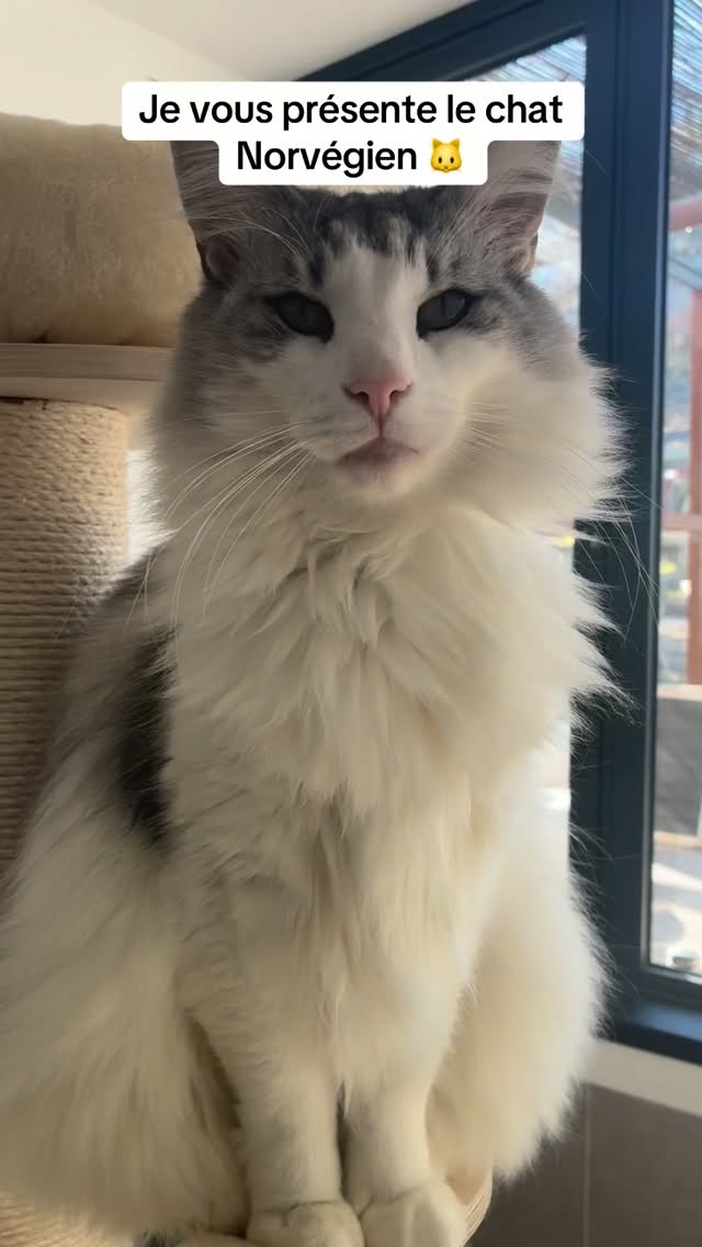 Présentation de la race du chat Norvégien avec notre beau Robine 🐱
La 5 eme race préférée des Français ❤️
#larecreduchat #aixenprovence #pensionpourchats #aixmaville #chat #hotelpourchats #cat #letholonet #passionchat #hotelpourchat #meyreuil