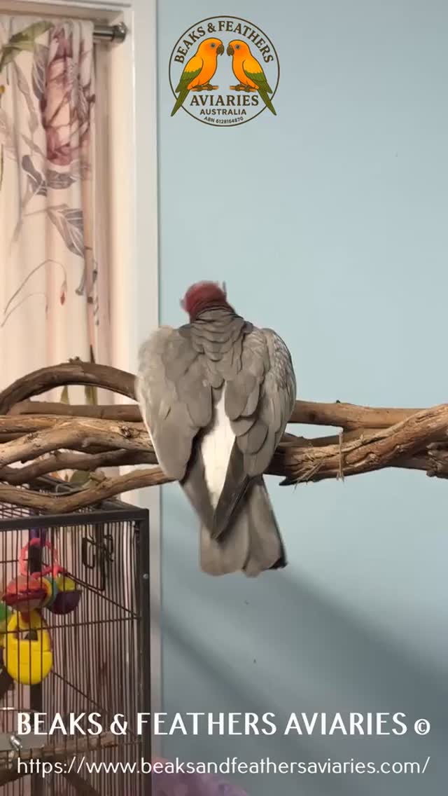 Gizmo, the babe Galah's encounter with a little tiny moth 🤣🤣🤣
#galah, #cutebabygalah, #austraiangalah