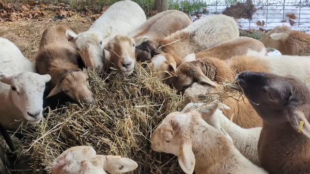 Happy sheepies