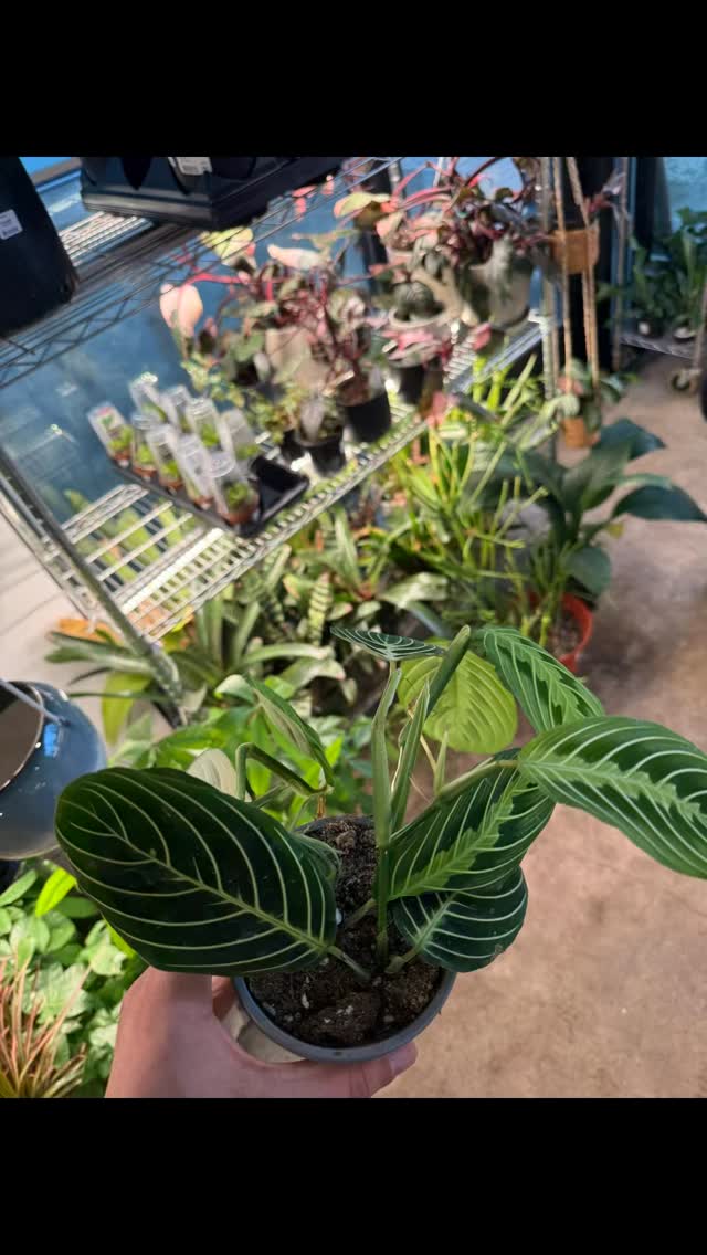 Meet the ✨Lemon Lime Prayer Plant✨
This beauty moves with the sun — and folds up at night like she’s getting cozy for bed 😌🌙
Perfect for bright indirect light & a little extra humidity 🌱
📍 Seattle plant lovers — she’s available now!
➡️Stop by to bring home your new leafy friend 💚
#booshnursery #plantlover #indoorjungle #plantshop #seattle #plants #prayerplant #pnwplants #smallbuisness #plantnursery