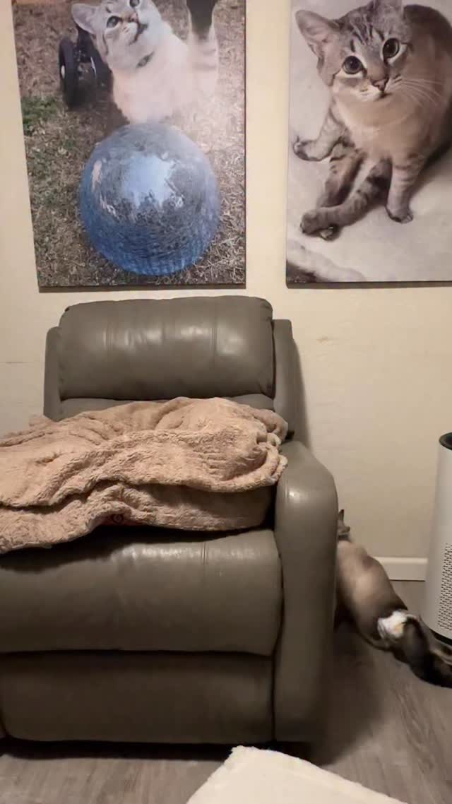 When there is a will, there is a way. When we set our mind on a goal, a dream or an aspiration, we can achieve it if we give ourselves the opportunity to. It is so important to believe in yourself while remaining humble. Our contributions to this world will have a long lasting impact and if we follow HarPURR’s lead, our impact will be extraordinary.
The wind up was purrfect!
Did you catch that HarPURR 😉 that’s for you!
HarPURR and I are here to tell every single soul that you are ALL valued, irreplaceable, ALL matter and are loved. Feel the warrior spirit from within and HarPURR on.
Help him to fulfill his mission to insPURRire, advoCATe, eduCATe, encourage and demonstrate compassion by letting your light shine bright from within.
Be Like HarPURR - advoCATe 💨 eduCATe 💨 insPURRire
#catlife #guapo #gato hero warriorcats driftcar