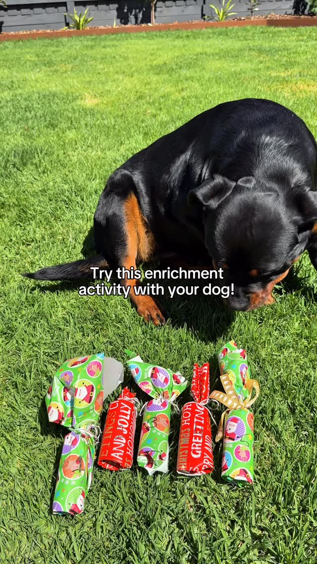 Looking for a fun enrichment activity these holidays?
Youâll need:
Ribbon
Tissue Paper
Xmas wrapping paper
Inaba treats
Try this with your dog today!
#DogEnrichment #InabaTreats #ChuruChristmas