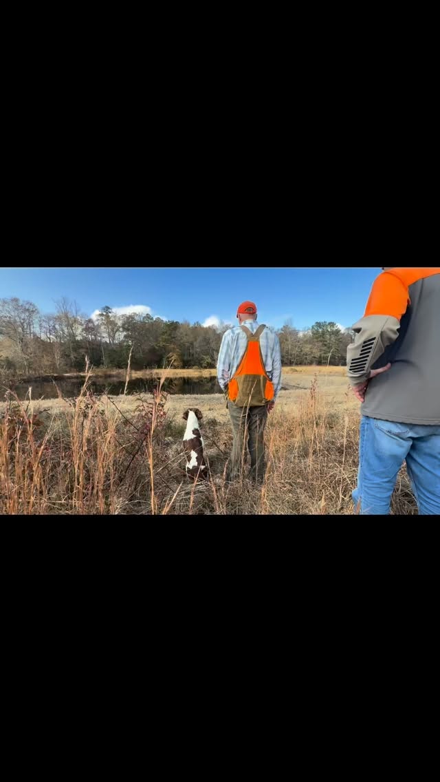 We enjoyed a truly productive training weekend with Jeff & Jeff.
They stayed busy from morning to evening, working their dogs through bird work in the field, practicing clean retrieves off the launcher, and putting in some excellent water sessions.
There’s something special about watching handlers and dogs grow together—each repetition building confidence, each session strengthening skill, trust, and teamwork. Weekends like this always remind us why we love this work.
Want to see this kind of progress with your own dog?
Explore our training programs, upcoming camps, and development options at www.spanieltraining.com and take the next step toward a well-trained gun dog.
#CraneyHillKennel #GunDogTraining #SpanielTraining #BirdDogLife #WorkingSpaniels #FieldTrainingDay #RetrieverWork #UplandDogs