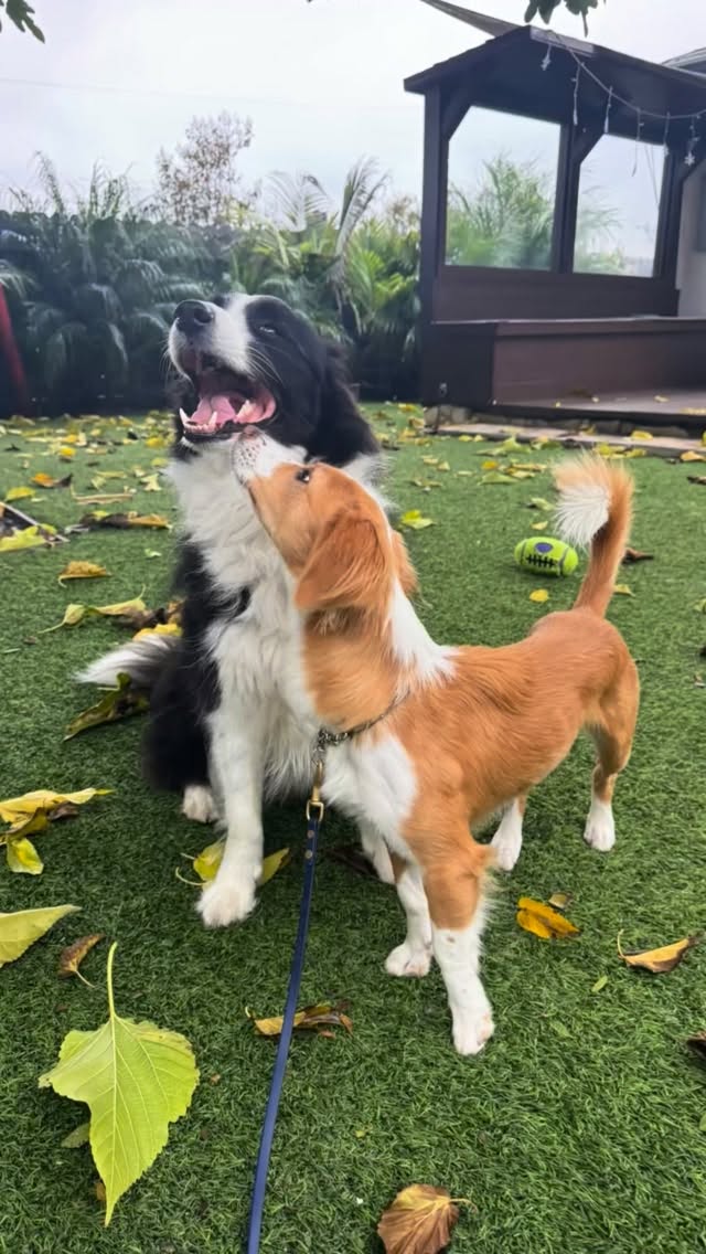 Holiday dog introductions done right
Side-by-side walking first = calm energy, structure, and clarity.
No loose greetings, no chaos, just a guided pack walk that builds trust and prevents conflict.
Happy Howlidays from our happy pack: Tucker, our Chief Herding Officer and Panko, our sweet educational resident guest, @wagsandwalks
#DogIntroductions
#PackWalk
#CalmLeadership