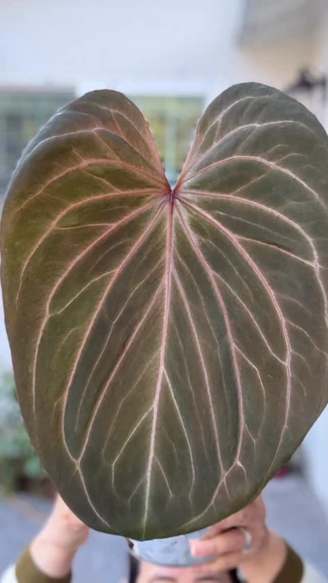 Welcome Back my boi!
This HU (king of spades) suffered from extensive thrips damage 2 years ago.
It went dormant for 2 years. This is why you haven’t seen me showing off my HU for a long time.
Finally, he decided to awake from its long slumber. Isnt he a beauty? 😍
#plantrehabsuccess #thripssuck #plantjourney #anthuriumhu #anthuriumhajiulih #plantparenting #plantrewards